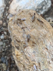 Solenopsis aurea