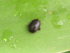 Scirtes hemisphaericus