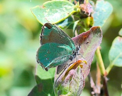 Callophrys affinis