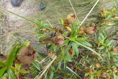 Rhynocoris cuspidatus