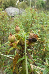Rhynocoris cuspidatus