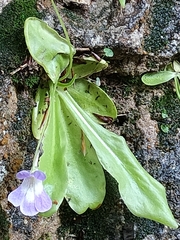 Pinguicula longifolia
