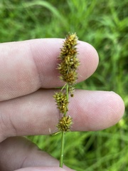 Carex annectens