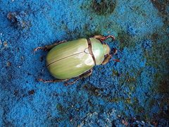 Pelidnota prasina