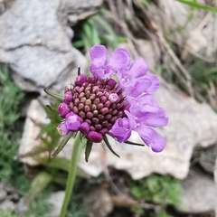 Scabiosa lucida
