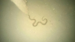 Echis leucogaster