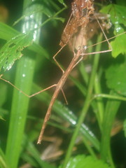Sipyloidea larryi