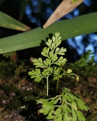 Asplenium dareoides