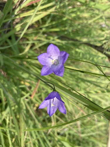 photo of Harebell (Campanula rotundifolia)