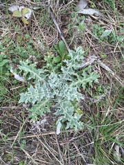 Cirsium undulatum