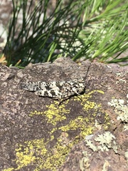 Trimerotropis saxatilis