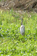 Bubulcus ibis