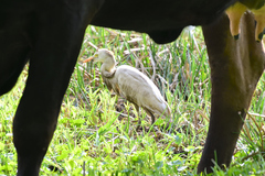 Bubulcus ibis