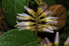 Solanum aturense