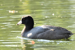 Fulica americana