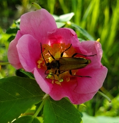 Lepturobosca