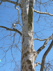 Platanus × hispanica