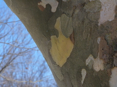 Platanus × hispanica