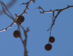 Platanus × hispanica