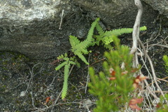 Gleichenia polypodioides