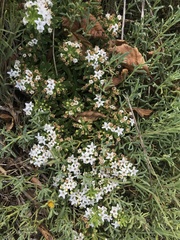 Myoporum parvifolium