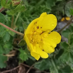 Potentilla crantzii
