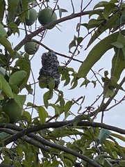 Polybia occidentalis