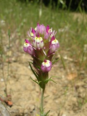 Castilleja densiflora