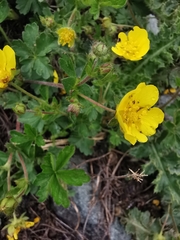 Potentilla crantzii