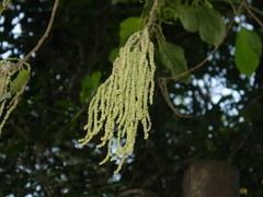 Alchornea glandulosa