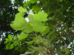 Alchornea glandulosa