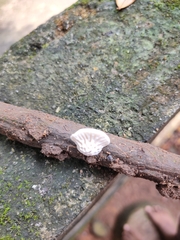 Daedalea