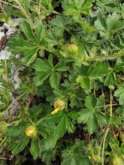 Potentilla crantzii