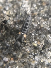 Bledius albonotatus