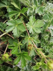 Potentilla crantzii