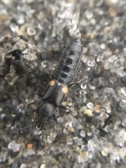 Bledius albonotatus