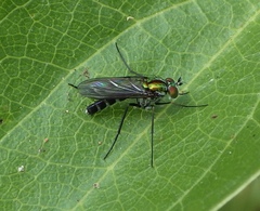 Plagioneurus univittatus