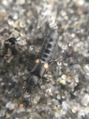 Bledius albonotatus