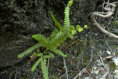 Gleichenia polypodioides