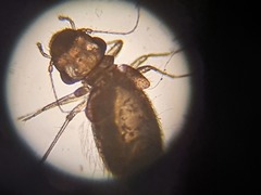 Lepinotus