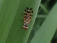 Melieria omissa