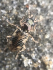 Bembidion tigrinum