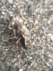 Bembidion tigrinum