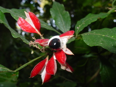 Paullinia meliifolia
