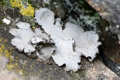 Dermatocarpon reticulatum