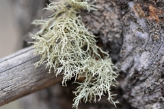 Usnea perplexans