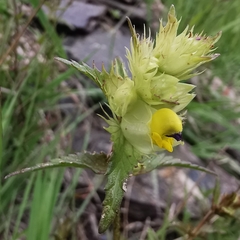 Rhinanthus glacialis
