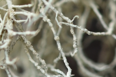Usnea perplexans