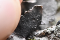 Umbilicaria decussata