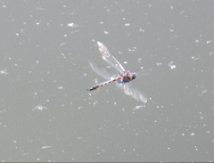 Epitheca petechialis